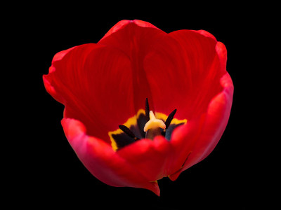 红色郁金香花