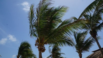 Akumal，墨西哥夏天/椰子树和天空。