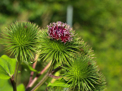 蓟花