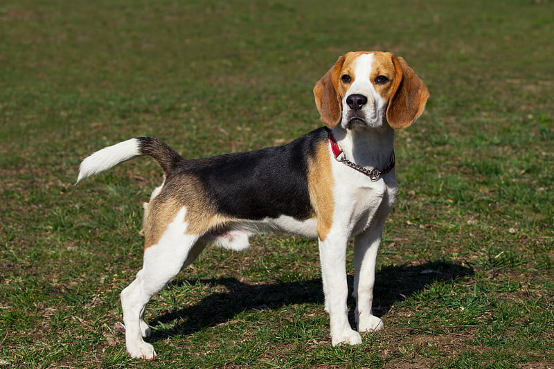 犬种小猎犬