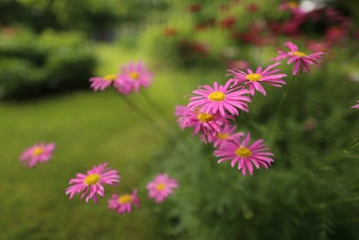 粉色和紫色的雏菊