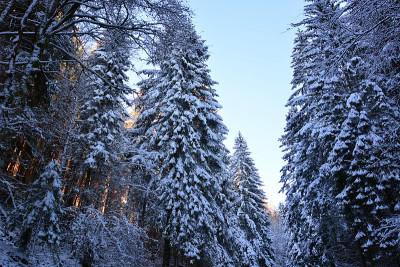 白色的森林从雪中消失