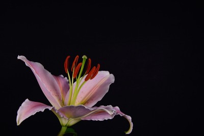黑色背景上盛开的百合花