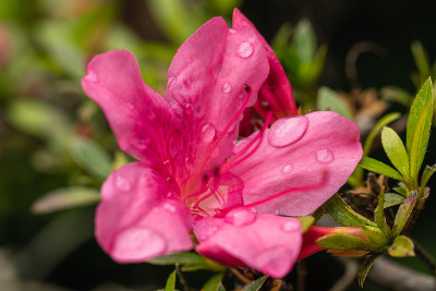 花园公园里粉红色的杜鹃花