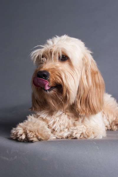 混合可卡犬
