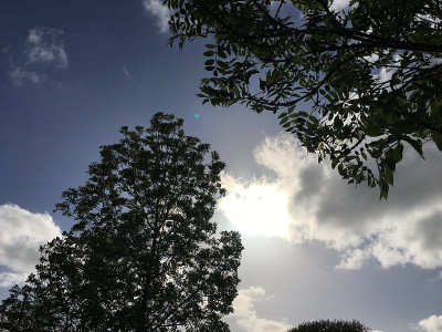白蜡树幼树- 2018年5月