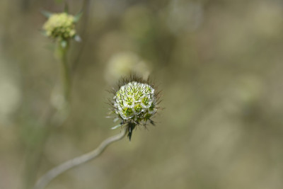 在那里scabious