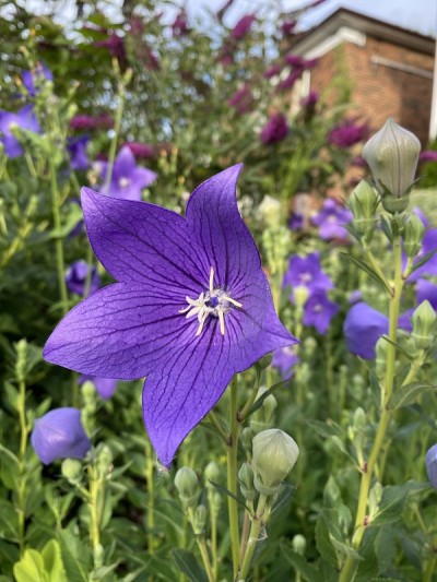 蓝铃花盛开