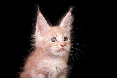 黑色背景上的缅因猫。