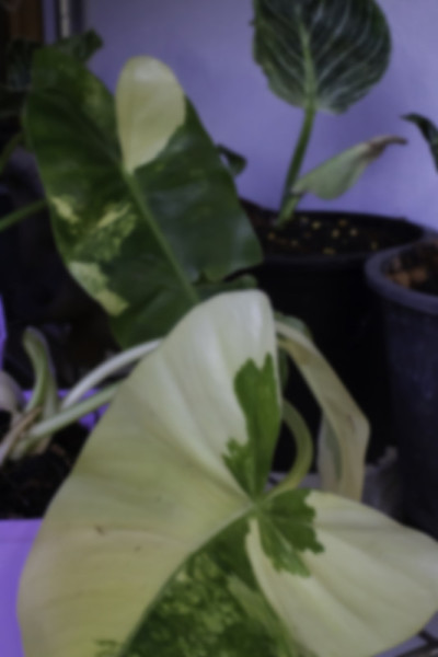 杂色的紫花盆