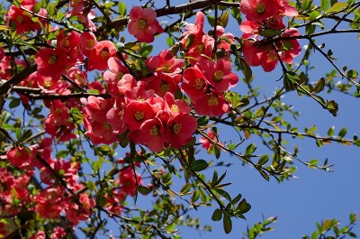 日本榅桲或木瓜，春季开花