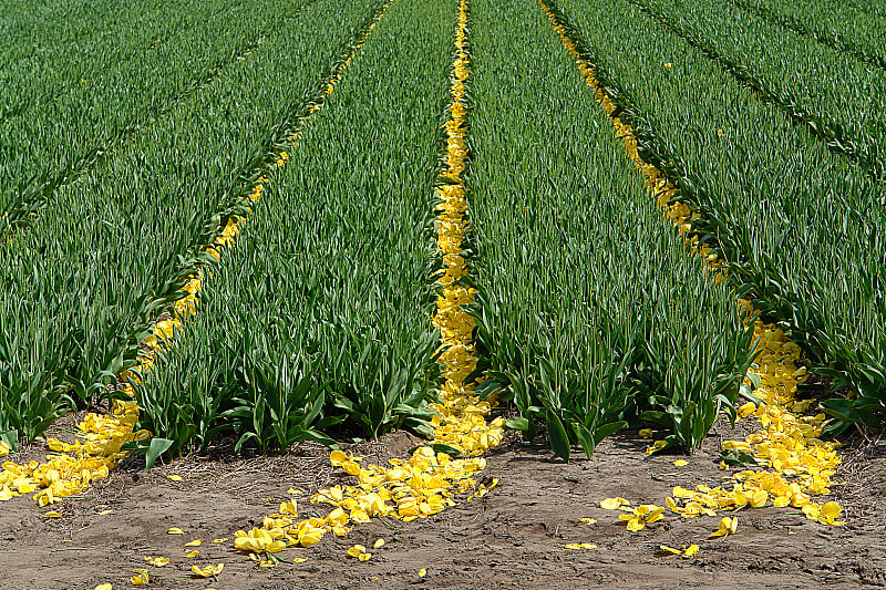 课以tulipheads2