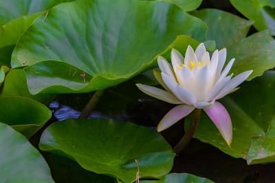睡莲花