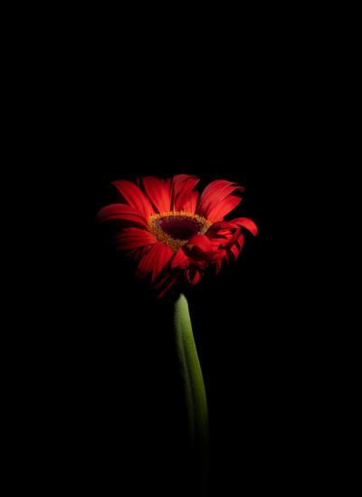 红色非洲菊