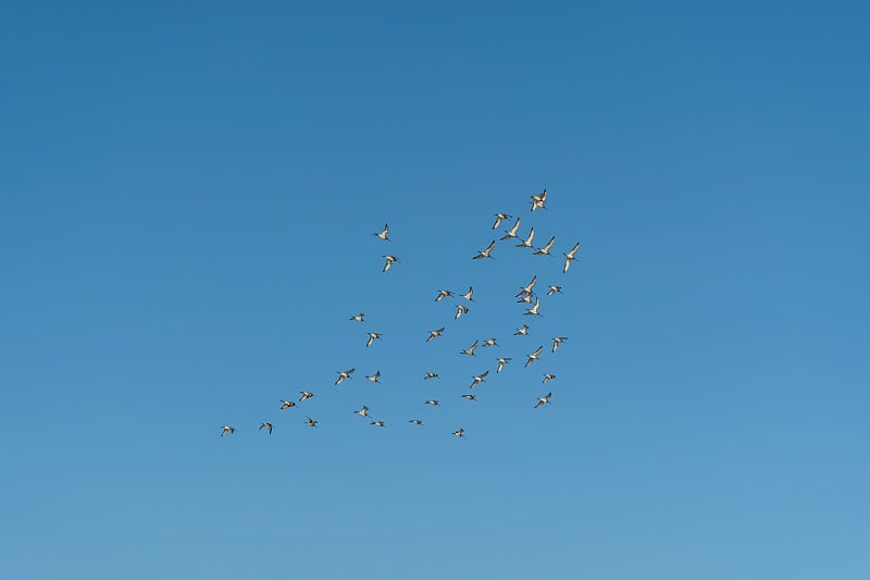 鸟儿在晴朗的天空中滑翔