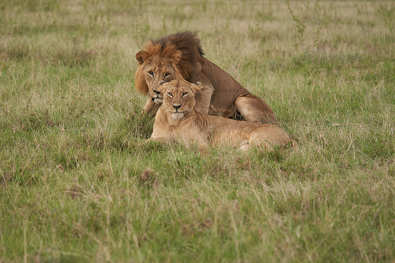 Lion and Lioness - Lion King Big Five Safari Portr