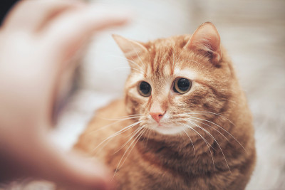 姜的猫