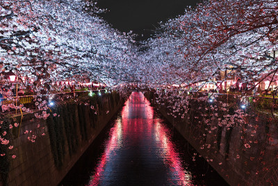 樱花，日本东京目黑河夜晚的樱花与灯光