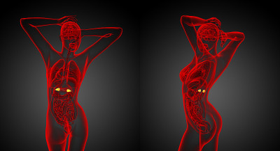人体肾上腺的3d渲染医学插图