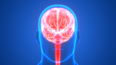 神经系统解剖x射线三维绘制人体内部器官大脑