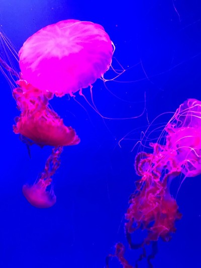 Fluo Jellyfish