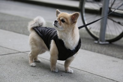 西藏猎犬自行车轮