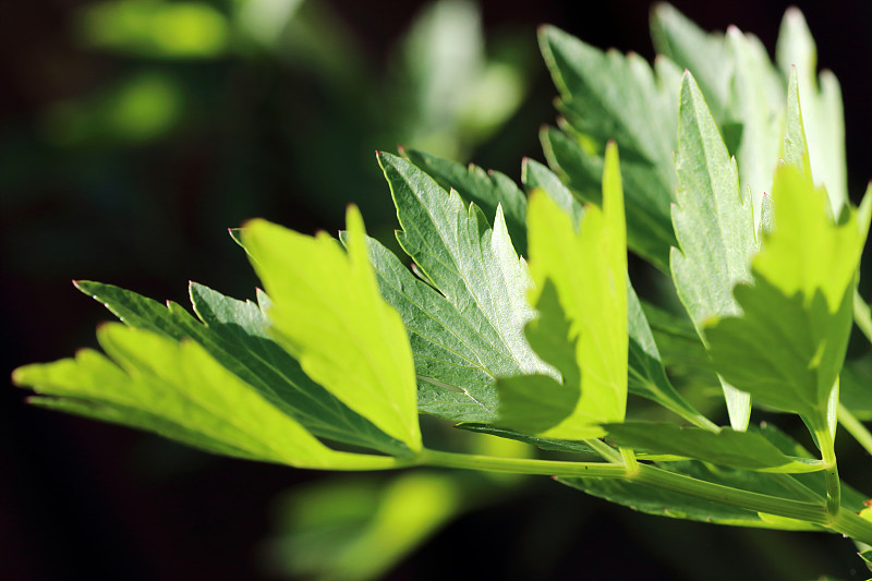 麦琪植物-熔岩(Levisticum officinale)是一种美味的药草，你可以在许多菜肴中使用