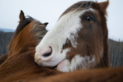 Clydesdales