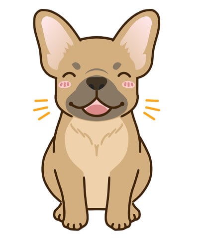 法国斗牛犬微笑(浅黄色)