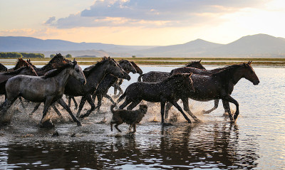 Yilki Horses Running in Water, Kayseri，土耳其