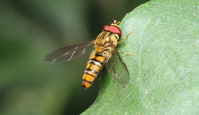 森林里的橘子虻(episrphus balteatus