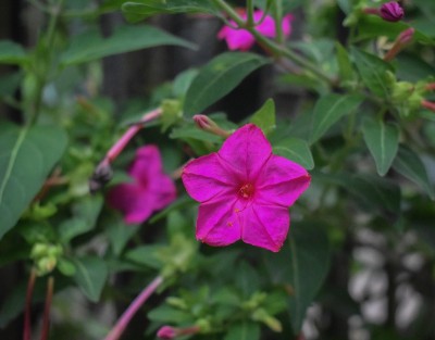 四点花