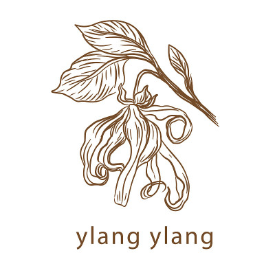 依兰依兰花由一条线画。矢量插图。复古风格
