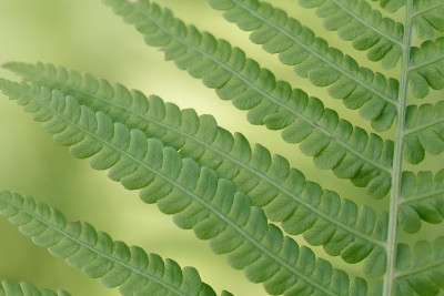 蕨类植物叶子上的绿叶。微距摄影