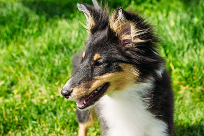 美丽的苏格兰牧羊犬，绿色的背景