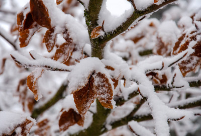 白雪覆盖的山毛榉