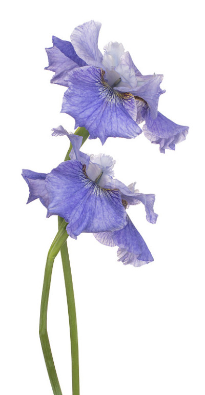 花孤立