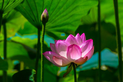 的莲花