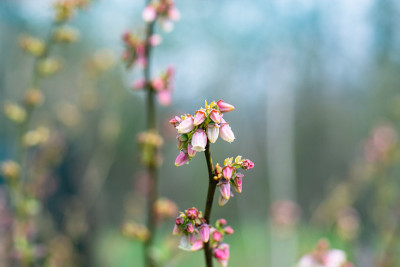蓝莓的小花