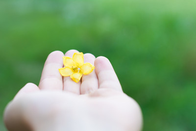 手送黄花