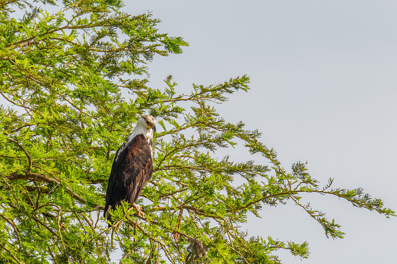 非洲鹰(Aquila spilogaster)，乌干达默奇森瀑布国家公园。