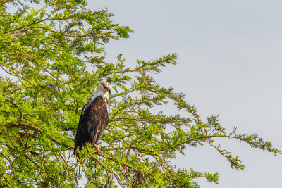 非洲鹰(Aquila spilogaster)，乌干达默奇森瀑布国家公园。