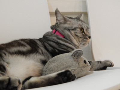 猫和老鼠的世界!