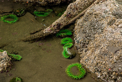 奥林匹克半岛海洋生物