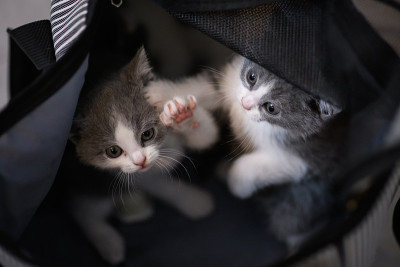 两只小猫躲在袋子里