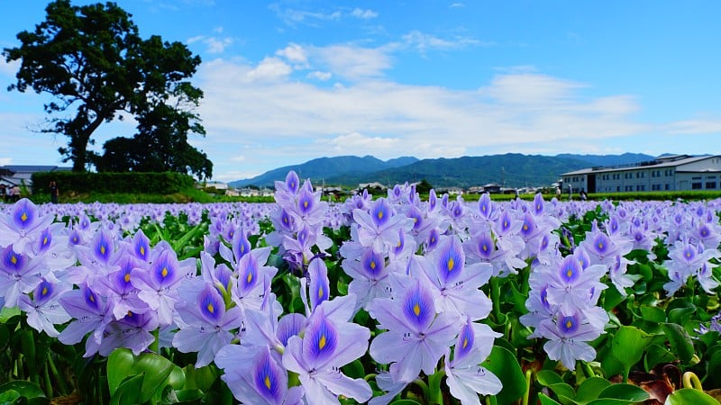 水葫芦， 奈良， 贾帕