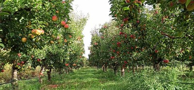 10月苹果园准备收获形象