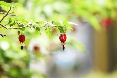 尾随abutilon