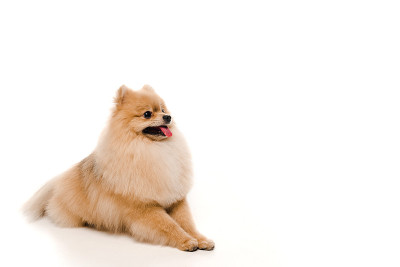 可爱有趣的博美犬躺在白色