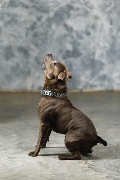 斯塔福德郡斗牛梗犬，摄影室拍摄，特写